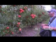 Apple Picker 1 1261